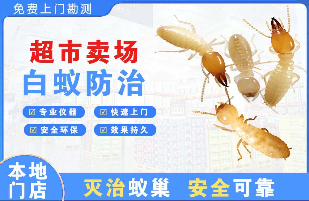 象山超市卖场白蚁防治